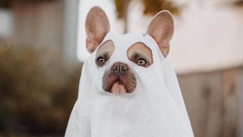 From silly and scary to super-cute: 12 Petco pet costumes sure to raise  holiday spirits. | Klarna US
