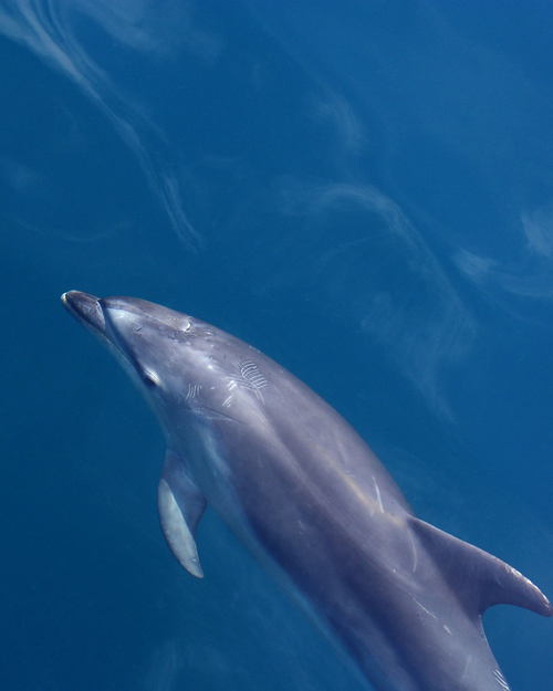 milkywire.com | Beskyt delfiner