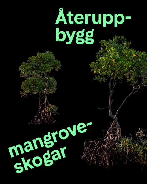 milkywire.com | Mangrove Education Project