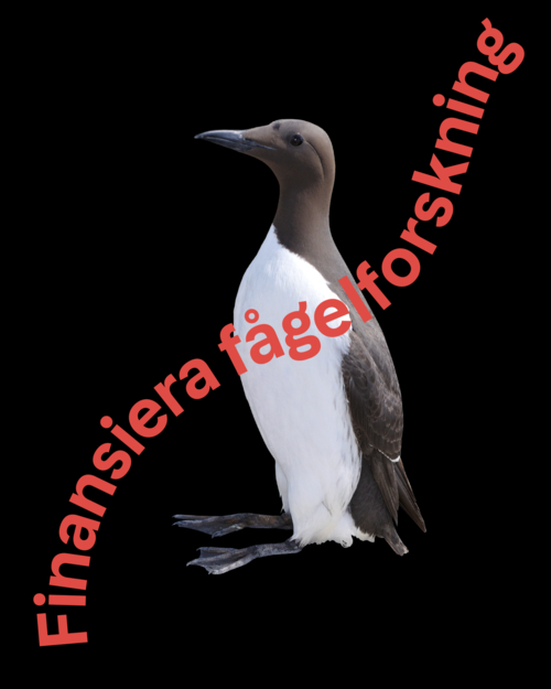 milkywire.com | Baltic Seabird Project