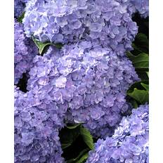 Pflanzen Hortensia 'Together Blue' - Bush