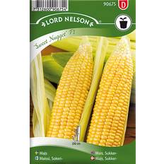 Potter, Planter & Dyrking Nelson Garden Corn Sugar Sweet Nugget F1 17 pack