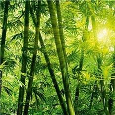 Ideal Decor Murals Bamboo Forest (00123)