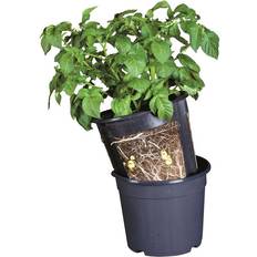 Topfpflanzen Gardenlife Potato Pot