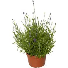 Planter Lavender Felice