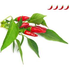 Click and Grow Seeds Click and Grow Smart Garden Piri Piri Chili Pepper Refill 3 pack