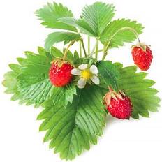 Saatgut Click and Grow Smart Garden Strawberry Refill 3-pack