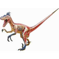 4D Vision Velociraptor Anatomy Modely