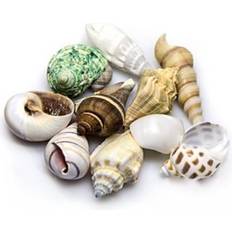 Plastikspielzeug Knete Dohse Sea Shells Set M 10 pcs