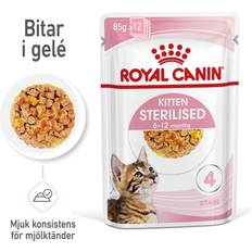 Royal canin kitten Royal Canin Kitten Sterilised Jelly