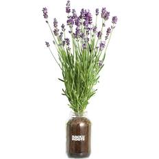 Back To The Roots Outdoor Planter Boxes Back To The Roots Lavender Planter Kit