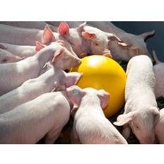 Stress ball Excellent Anti-Stress Ball for pigs