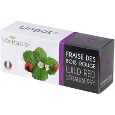 Plant Kits Veritable Wild Red Strawberry Lingot