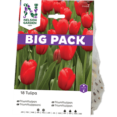 Trær & Busker Nelson Garden Tulpan, Triumf-, röd, BigPack