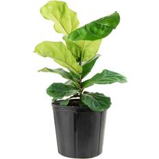 Plant Network Ficus Lyrata Fiddle Leaf Live