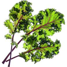 Click and Grow Pots & Planters Click and Grow & Smart Garden refill Raudona Kale 3pcs