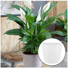 Very Spathiphyllum 'Peace Lily' With White