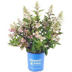 Trees & Shrubs BLOOMIN' EASY 1 Gal. Flare Hardy