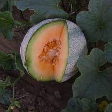 Seeds Seeds: Cantaloupe Melon Garden