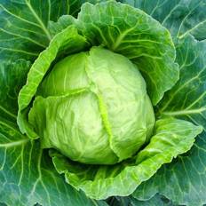 Vegetable Seeds Cabbage - Copenhagen Market -4 Packet