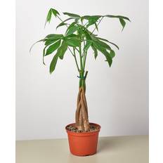 Pots Plant Shop Money Tree 'Guiana Chestnut'