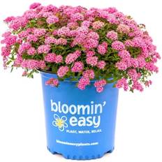 Vegetable Seeds BLOOMIN' EASY 1 Gal. Petite Live Candy