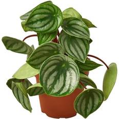 Potted Plants Peperomia Watermelon