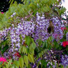 Van Zyverden Pots, Plants & Cultivation Van Zyverden Bushes and Shrubs Lilac-purple Wisteria Moon