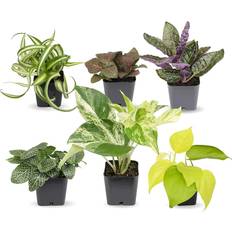 Plants Plants for Pets Easy to Grow Houseplants 6-pack