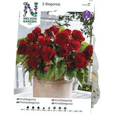Planter Nelson Garden Begonia, dubbel storbl. röd