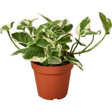 4 inch plant pots Plant Shop Pothos 'N'joy' 4" Great
