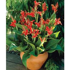 Pots, Plants & Cultivation Van Zyverden Red/Yellow Lucifer Cannas, Set of 6 Bulbs