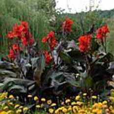 Flower Seeds on sale Van Zyverden Giant Black Knight Cannas, Set of 6 Bulbs