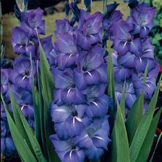 Pots, Plants & Cultivation Van Zyverden Plant Bulbs Blue Grande Passion Gladiolus