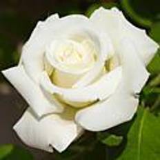 Van Zyverden Roses White Magic 1 Root