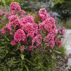 Hedge Plants Van Zyverden Outdoor Pre-Planted Plants Pinkish Tall Phlox Paniculata Cleopatra Root
