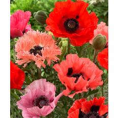 Plants Van Zyverden Bare Roots Red Poppies Two-Variety Bare-Root