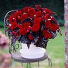 Summer Flowers Van Zyverden Plant Bulbs Red Begonias Bulb
