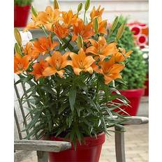 Van Zyverden Soil Van Zyverden Orange Lily Plant for Patio Containers, 7