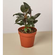 Perennials Plant Shop Ficus 'Burgundy' 4" Pot Live Care Natural Plant Great Gifts Free Care