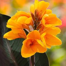 Van Zyverden Pots, Plants & Cultivation Van Zyverden Orange/Yellow Chocolate Sunrise Cannas, Set 6 Bulbs
