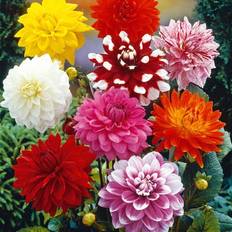Flower bulbs and seeds • Compare & see prices now »