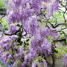Van Zyverden Perennials Van Zyverden Purple Wisteria Plant, Root