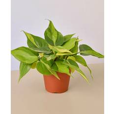 Plants Plant Shop Philodendron 'Brasil' 4" Pot Live Care Natural Plant Great Gifts Free Care Guide