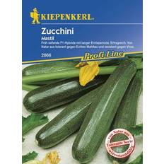 Saatgut Kiepenkerl Zucchini Mastil Cucurbita