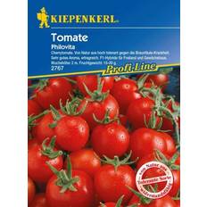 Töpfe, Pflanzen & Saatgut Kiepenkerl Tomate Philovita Solanum lycopersicum, Inhalt: