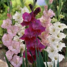 Flower bulbs and seeds Van Zyverden Plant Bulbs Gladiolus Prosperity Blend