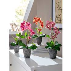 Pflanzen Orchidee im Topf IGEA Rosé