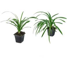 national PLANT NETWORK 4 Big Liriope Plant with Blooms 6-Piece