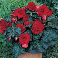 Van Zyverden Pots & Planters Van Zyverden Set of 5 Specialty Begonias Bronze Leaf Red
